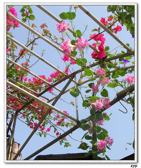 �����ţȺ(��Сţ��)