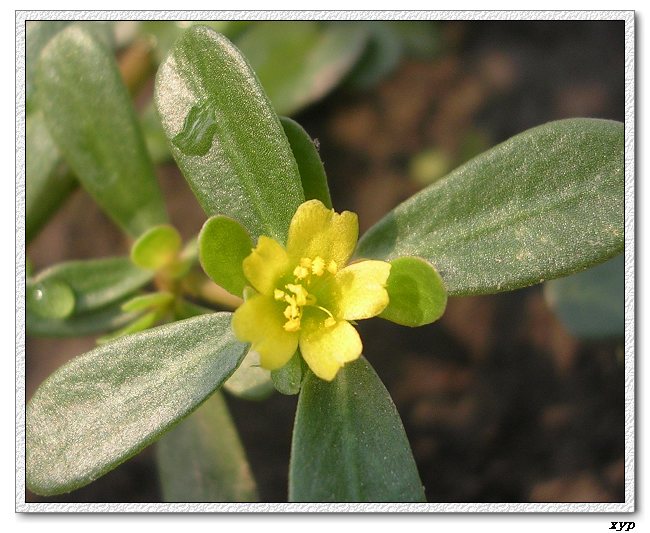 ���ڿ��Ļ�