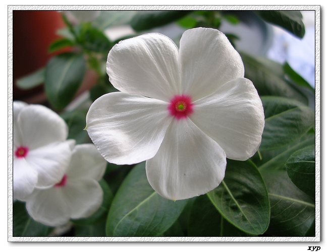 ���ڿ��Ļ�