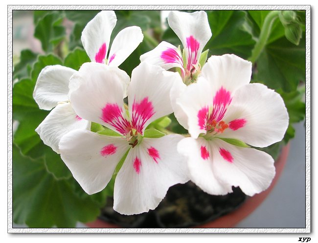 ���ÿ�(�ﺮ�㡢��ݮ������)P8����