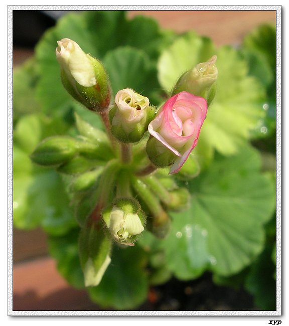 ���ÿ�(�ﺮ�㡢��ݮ������)P8����