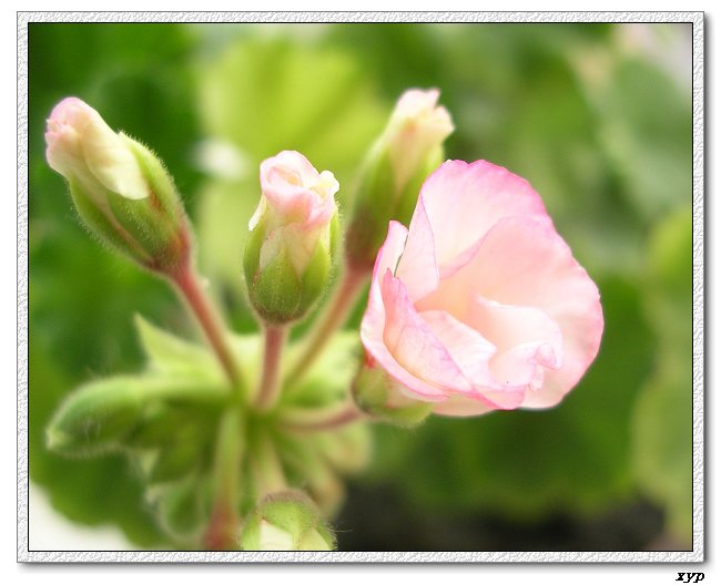 ���ÿ�(�ﺮ�㡢��ݮ������)P8����