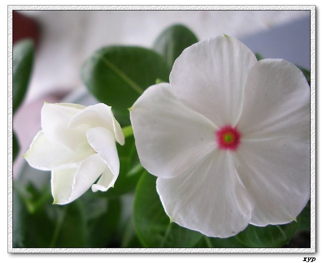 ���ڿ��Ļ�