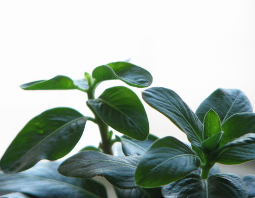 ��Ǥ�����մ�