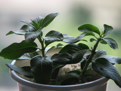 ��Ǥ�����մ�