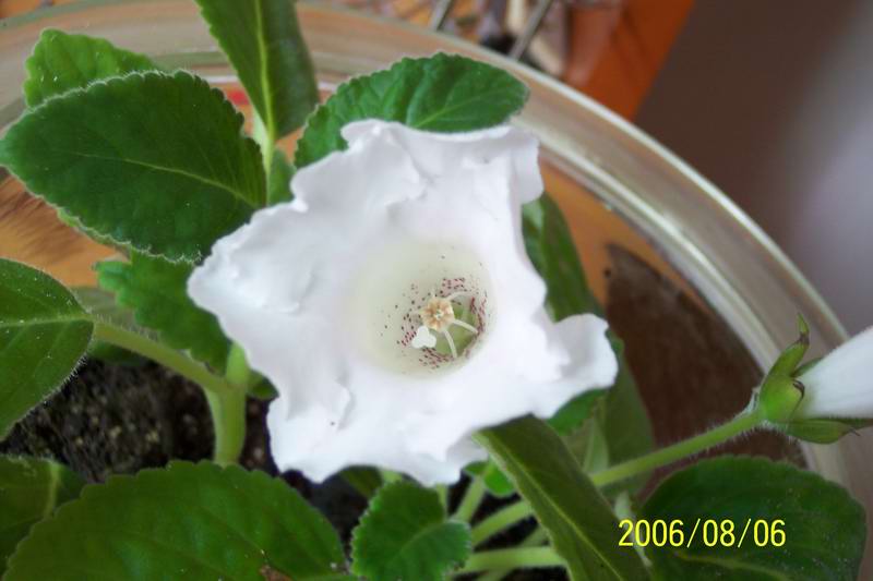 ����ͩ������7ҳ12��ĺ�ɫ���꣩