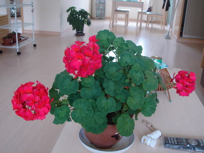 ���ÿ�(�ﺮ�㡢��ݮ������)P8����