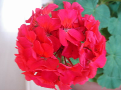 ���ÿ�(�ﺮ�㡢��ݮ������)P8����