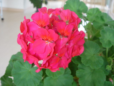 ���ÿ�(�ﺮ�㡢��ݮ������)P8����