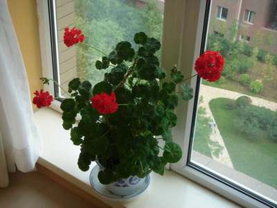 ���ÿ�(�ﺮ�㡢��ݮ������)P8����