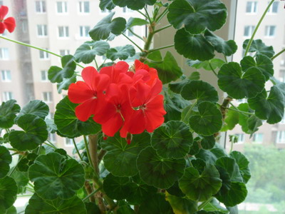 ���ÿ�(�ﺮ�㡢��ݮ������)P8����