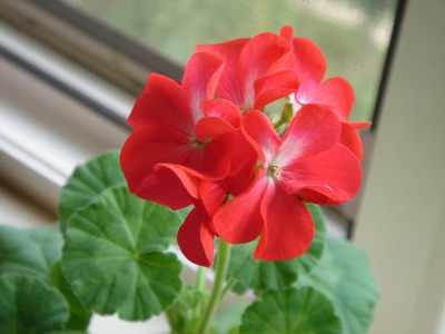 ���ÿ�(�ﺮ�㡢��ݮ������)P8����