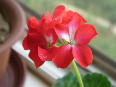 ���ÿ�(�ﺮ�㡢��ݮ������)P8����