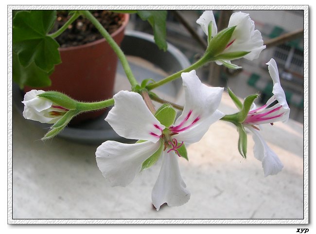 ���ÿ�(�ﺮ�㡢��ݮ������)P8����