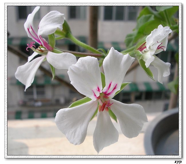 ���ÿ�(�ﺮ�㡢��ݮ������)P8����