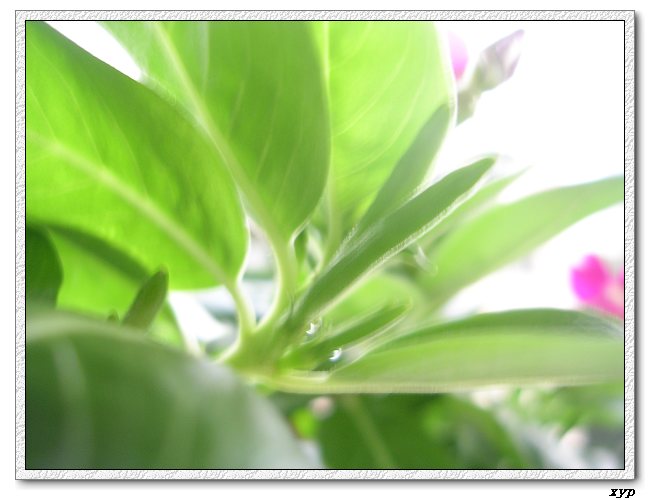 ���ڿ��Ļ�