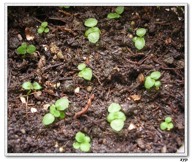 [����]��ͩ��ѿ��