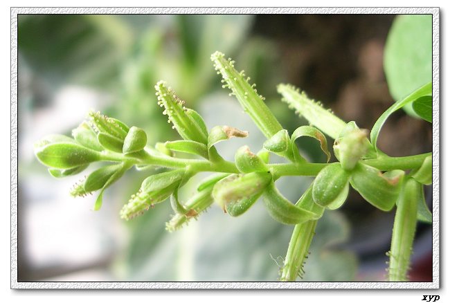 ��ѩ���л�����