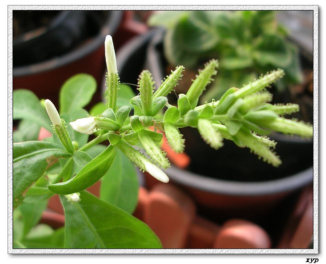 ��ѩ���л�����