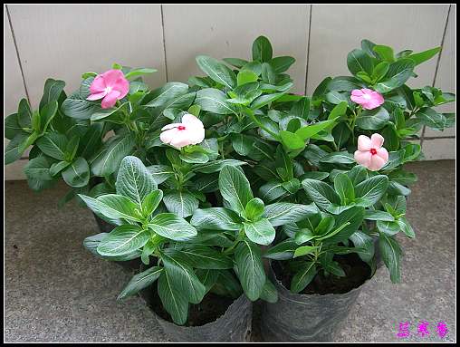 ���ڿ��Ļ�