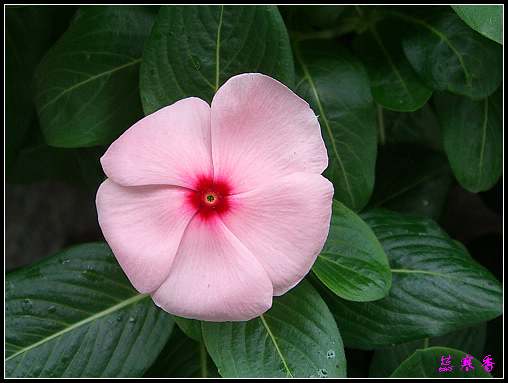 ���ڿ��Ļ�