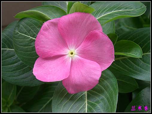 ���ڿ��Ļ�