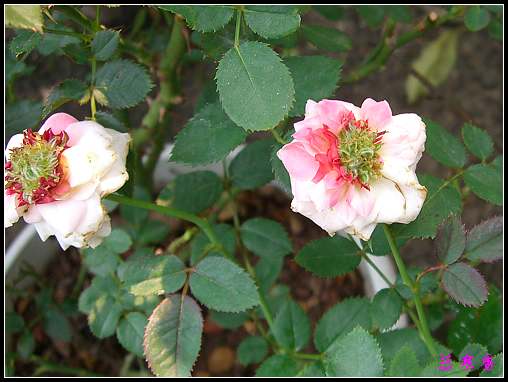 ��������¼���԰:ʢ����40�ȸ����µķ���