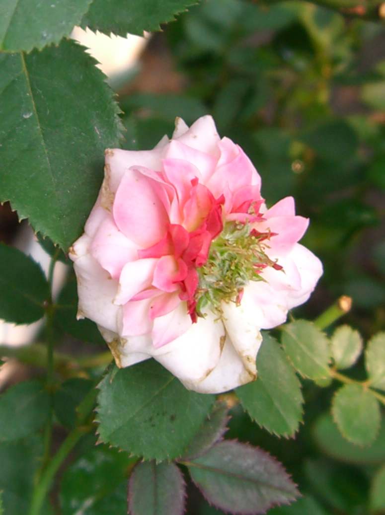 ��������¼���԰:ʢ����40�ȸ����µķ���