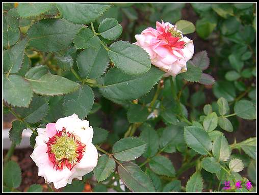 ��������¼���԰:ʢ����40�ȸ����µķ���