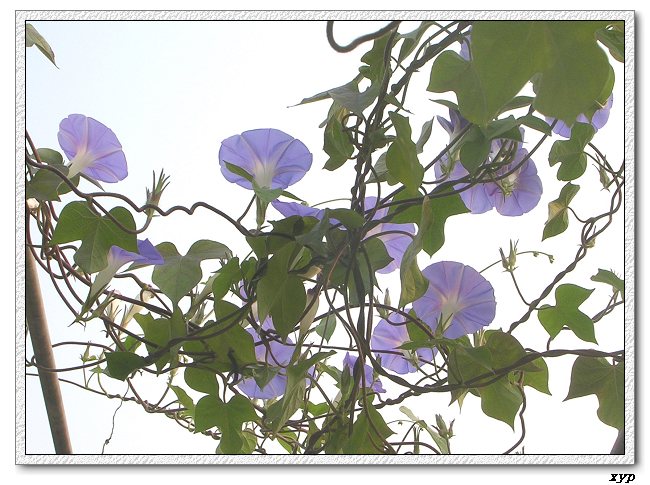 �����ţȺ(�����˵���ţ)