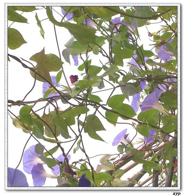 �����ţȺ(�����˵���ţ)