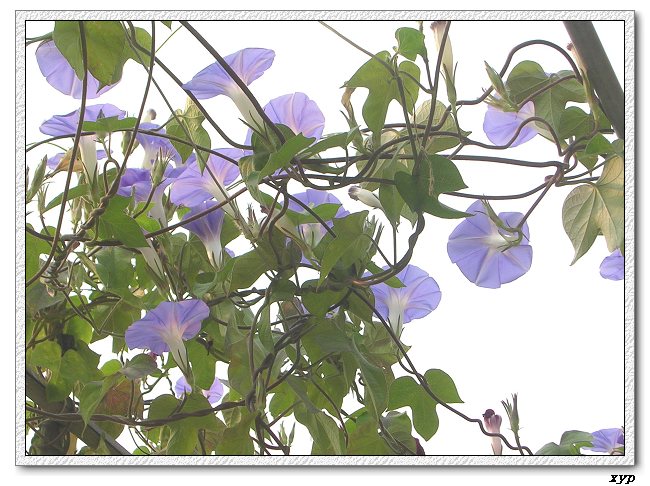 �����ţȺ(�����˵���ţ)