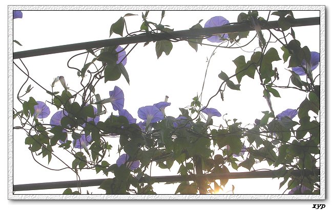 �����ţȺ(�����˵���ţ)