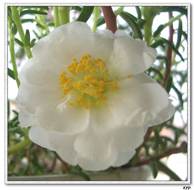 ���ĵ�̫����