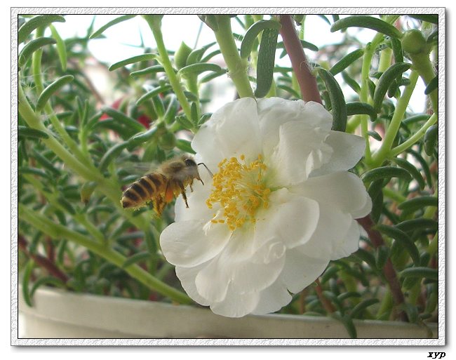 ���ĵ�̫����