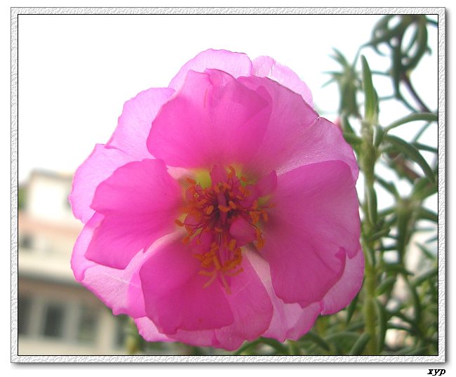 ���ĵ�̫����