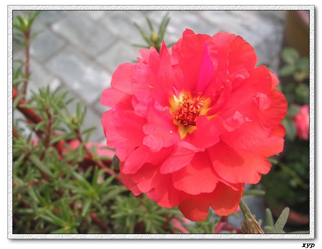 ���ĵ�̫����