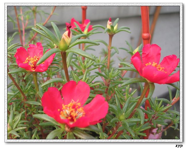 ���ĵ�̫����