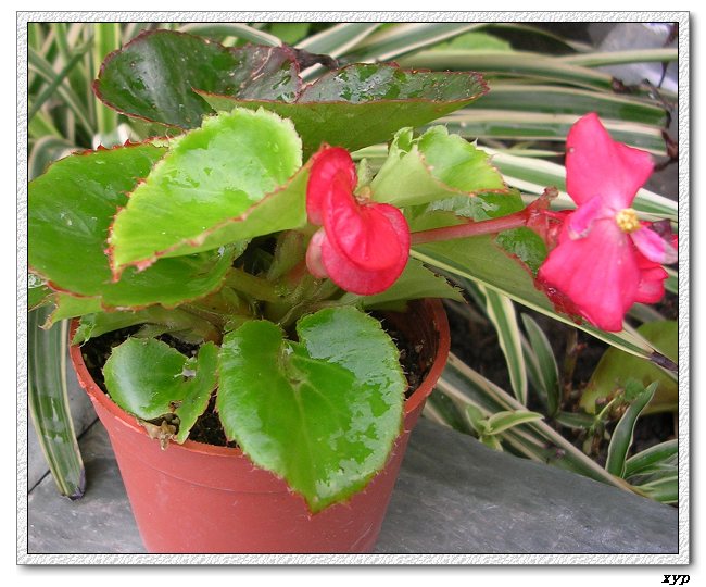 ���ڿ��Ļ�