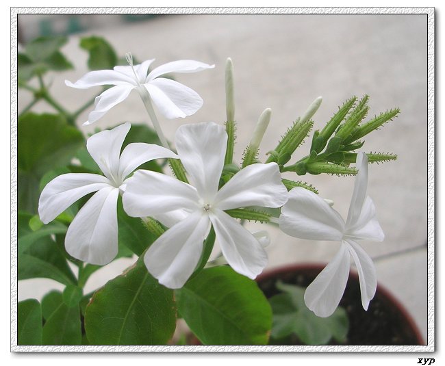 ��ѩ������