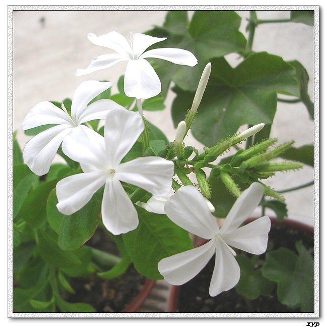 ��ѩ������