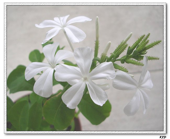 ��ѩ������