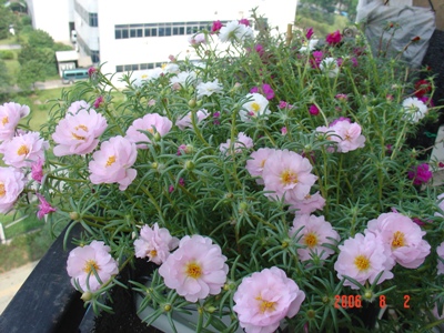 ���ĵ�̫����