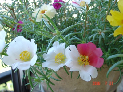 ���ĵ�̫����