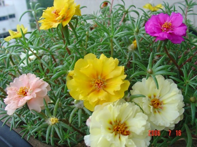 ���ĵ�̫����