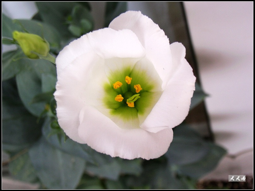 �ҵ���۹����ڿ��ˣ�P3,P5�����»�ɫ��