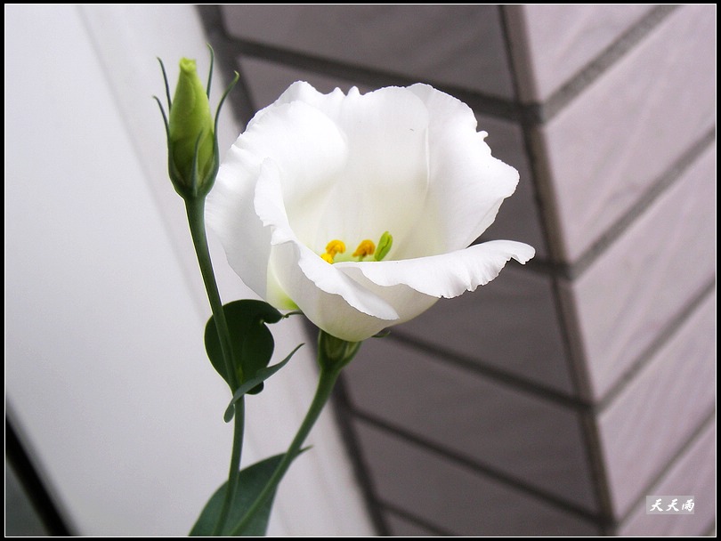 �ҵ���۹����ڿ��ˣ�P3,P5�����»�ɫ��