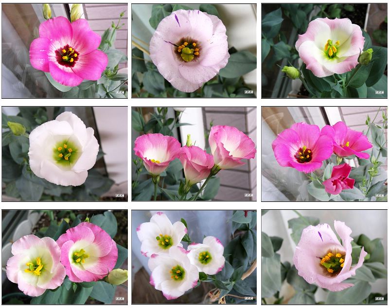 �ҵ���۹����ڿ��ˣ�P3,P5�����»�ɫ��