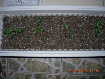 [ԭ��]���մ���ţţ�ɳ���