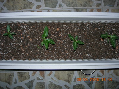 [ԭ��]���մ���ţţ�ɳ���